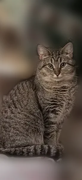 Пропала кошка, улица Володарского, 9, Выкса — серая, с белым воротничком, уши с кисточками - photo