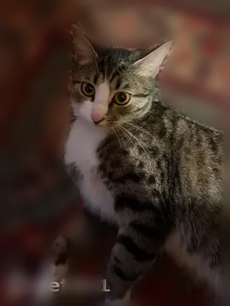 Пропала кошка, улица Мира, 2, Сосенский — выпала с балкона - photo
