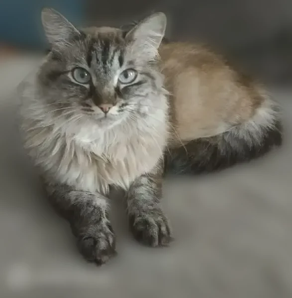 Пропала кошка, улица Чертенкова, 8, Улан-Удэ - photo
