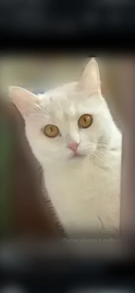 Пропала кошка, Прибрежная улица, Набережные Челны — белая - photo