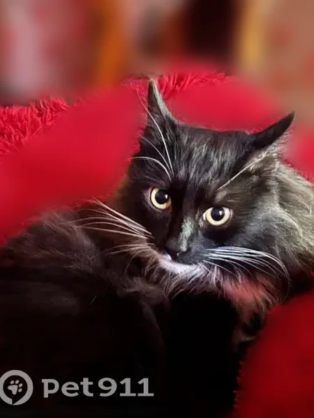 Пропала кошка, Советская улица, 4, Путино, Верещагино — полностью чёрная, с белыми лапками и белым подбородком - photo