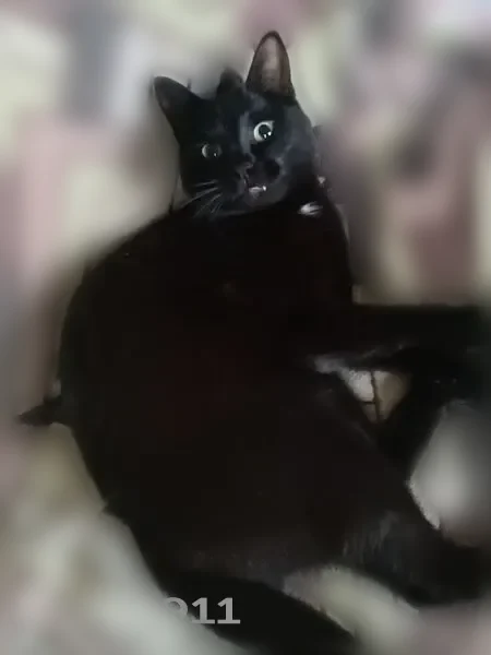 Пропала кошка, ул. Фрунзе, Мураши — чёрный взрослый кастрированный котик - photo
