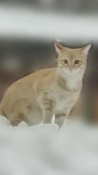 Пропала кошка, улица Медгородок, 2, Первомайск — подросток, рыжая, без ошейника - photo