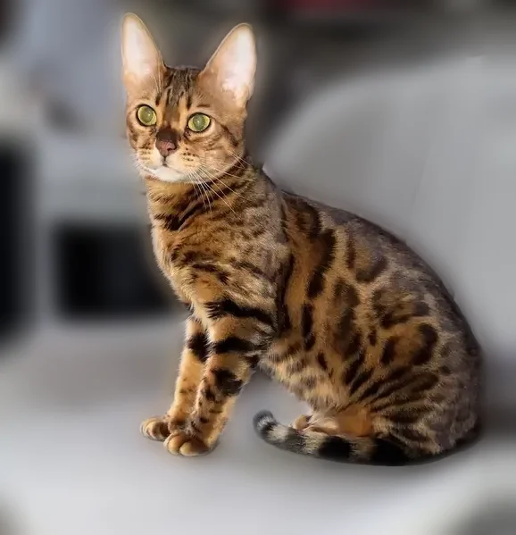 Пропала кошка, Заводская улица, Дубовое — бенгальская кошечка, 1,5 года - photo