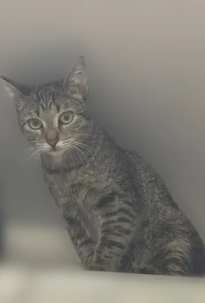 Пропала кошка, улица Максима Горького, 14, Бугульма — кастрированный кот, выпрыгнул с окна - photo