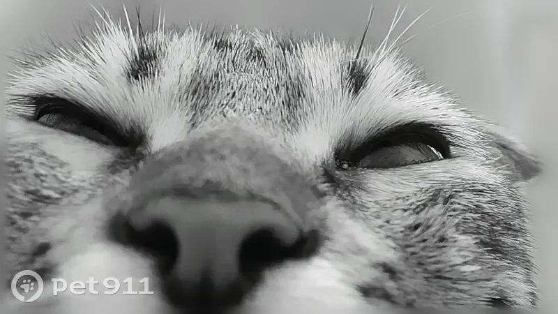 Пропала кошка, Пролетарская улица, 3, Лихославль — маленькая, худая, породистая - photo