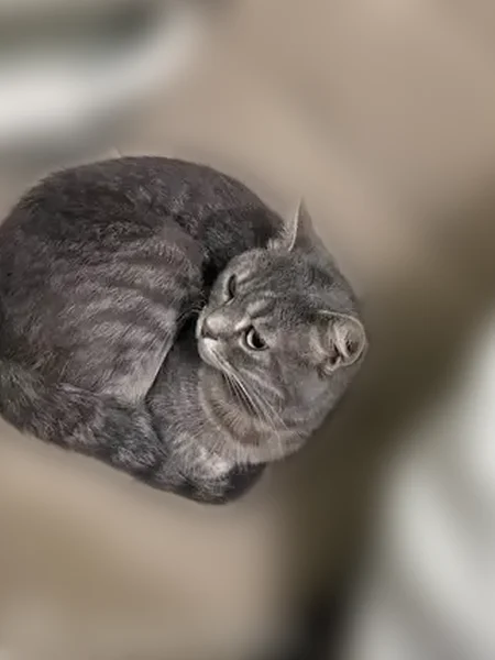 Пропала кошка, улица Ворошилова, 112, Батайск — полосатая, зелёные глаза - photo