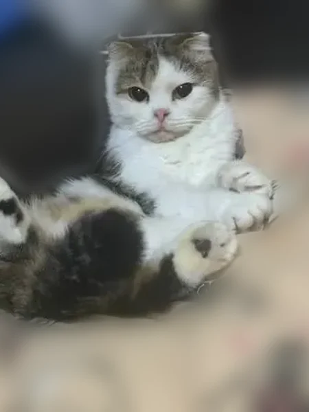 Пропала кошка, улица Тухачевского, 17/4В, Ставрополь — Яна, вислоухая, пугливая - photo