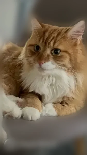 Пропала кошка, 17, Тульская область, Тула - photo