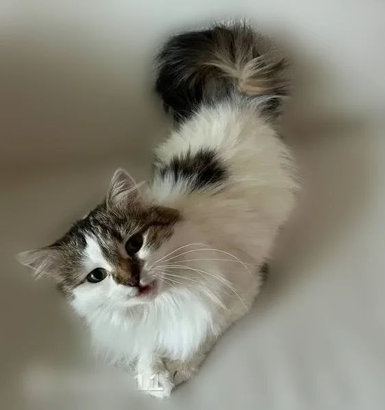Пропала кошка, улица Лорха, 6, Красково — очень пугливая - photo
