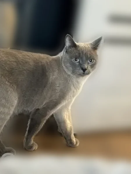 Пропала кошка, Долгоозёрная улица, 1, Санкт-Петербург — серый тайский кот, общительный - photo