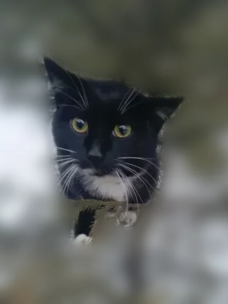 Пропала кошка, Школьная улица, 19, Качканар — чёрно-белая, ласковая, не кастрирована - photo