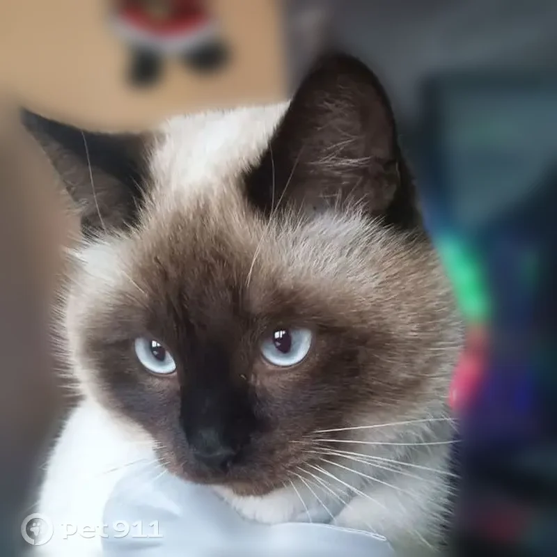 Пропала кошка, Центральная улица, Калинино — светлого окраса, сиамская - photo
