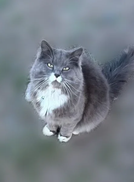 Пропала кошка, Ромашковая улица, Абакан — возраст 1 год, дымчатая, с салатовым ошейником - photo