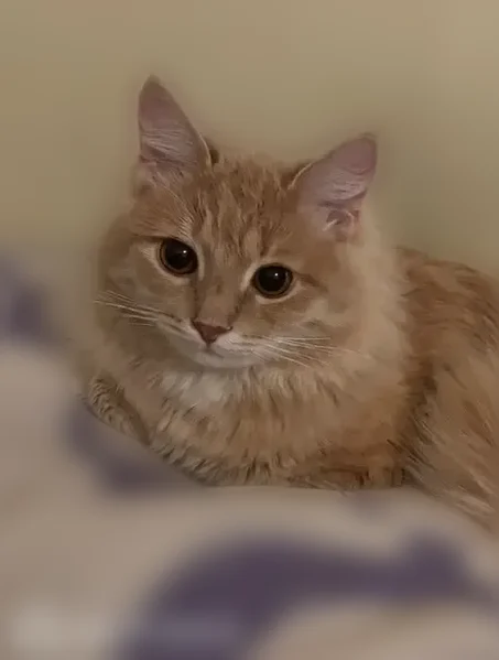 Пропала кошка, Должанская улица, 11, Нижний Новгород — коту 11 месяцев, рыжая шерсть, жёлтые глаза - photo