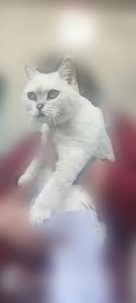 Найдена кошка, Рязанская улица, 20, Тула — молоденькая, бело-дымчатая, очень худенькая - photo