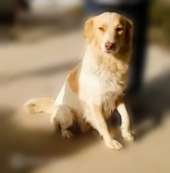 Пропала собака, проспект им. В.И. Ленина, 1, Волгоград — девочка, бело-рыжая, с голубой биркой - photo