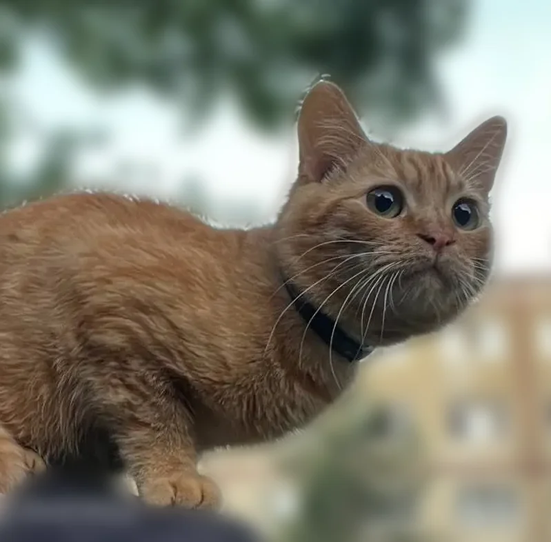 Пропала кошка, Орёл, Орловская область — Заводской район, маленькая, чёрный ошейник - photo