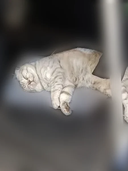 Пропала кошка, тупик реки Воронки, 1, Тула — не худой мальчик, не кастрированный - photo