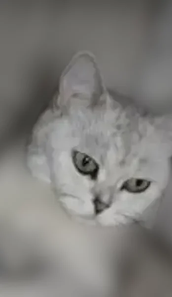 Пропала кошка, Тула, Тульская область — британская, серебристая шиншилла, зелёные глаза - photo