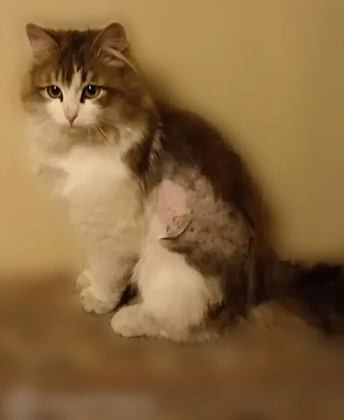 Найдена кошка, Клубная улица, 19, Казань — ласковая, метался по дороге - photo