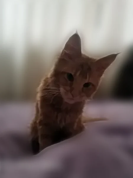 Пропала кошка, улица Хузангая, 8 к1, Чебоксары — рыжая девочка, 4 месяца, мейнкун - photo