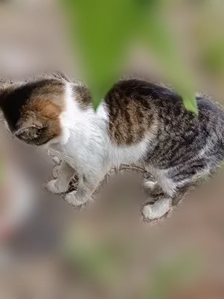 Найдена кошка, улица Шамиля Усманова, Казань — молодой котик, ласковый, с ранкой на левой лапке - photo