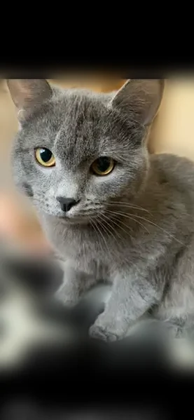 Пропала кошка, улица Розы Люксембург, 231, Иркутск — серый кот без ошейника - photo
