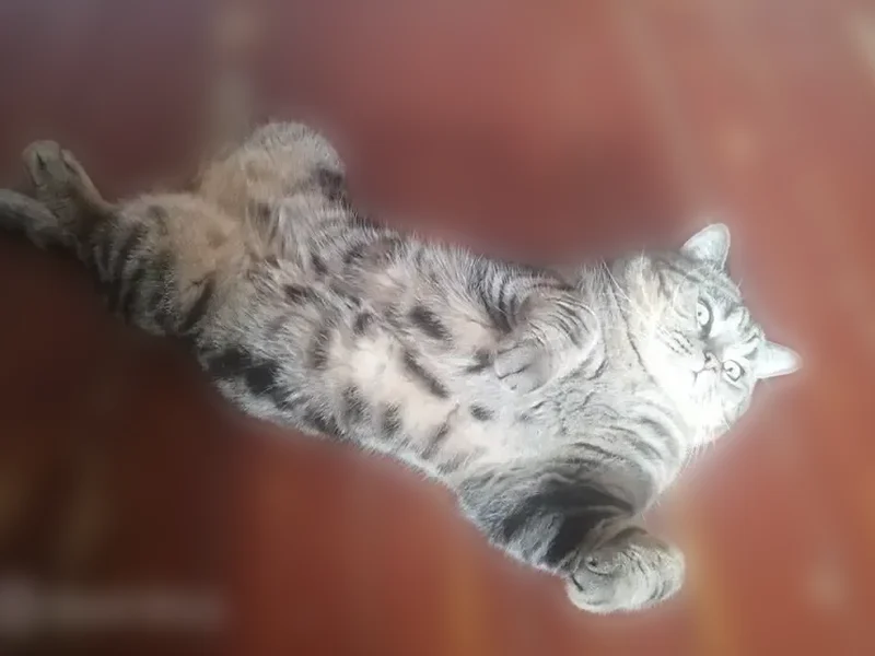 Пропала кошка, Полевая улица, Бестянка, Сюзюмский сельсовет — коричнево-черный окрас - photo