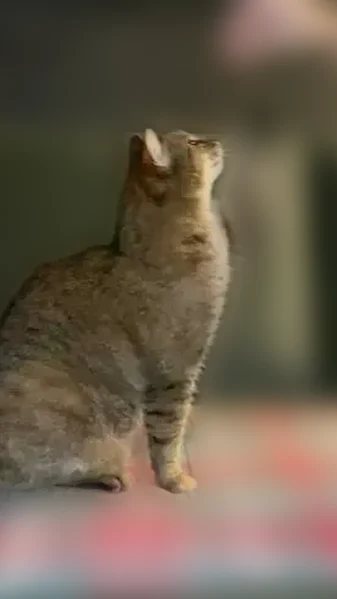 Пропала кошка, Горная улица, 9, Пригородный — бурый окрас, чёрные полоски на хвосте - photo