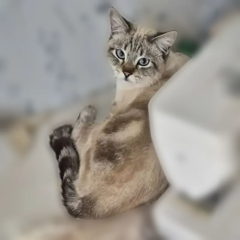 Пропала кошка, Мкр. Сретинский 2, Строитель — кот Муха, голубые глаза, оранжевый ошейник - photo