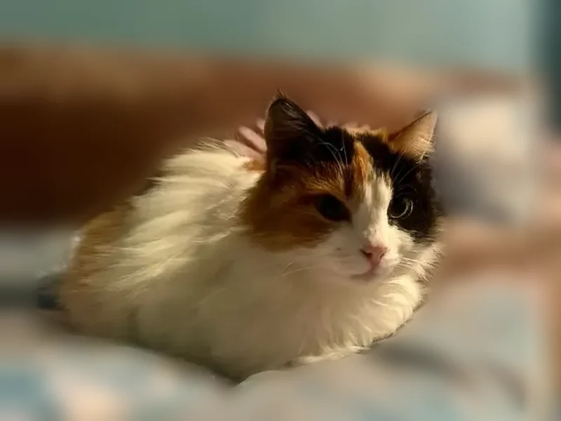 Пропала кошка, Степная улица, 9, Белая Калитва — трёхцветная, шрам на холке - photo