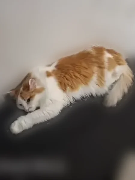 Пропала кошка, улица Кулахметова, 14, Казань — имеется ошейник - photo