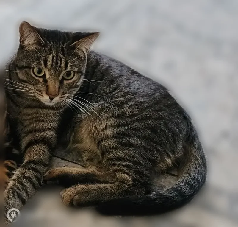Пропала кошка, Александровская улица, Новогусельский — молодой, кастрированный, осторожный кот - photo