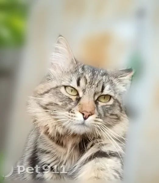 Пропала кошка, улица Октябрьской Революции, 74/2, Уфа — тёмный табби, полумейкун - photo