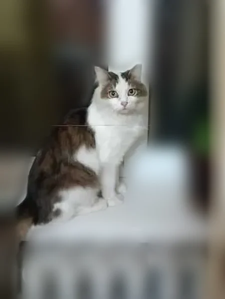 Найдена кошка, улица Бондаренко, 15А, Казань — крупная, характерная - photo