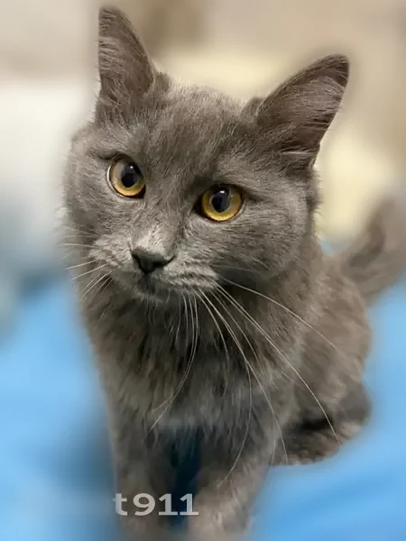 Пропала кошка, Кореновская улица, 2 к4, Краснодар — не до конца отросшая шерстка перед хвостиком - photo
