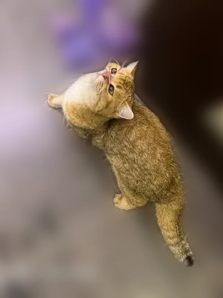 Пропала кошка, 19, Заречный, Заречный — рыжая, очень ласковая - photo