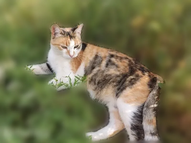 Пропала кошка, Комсомольская улица, 69, Ивановка — трёхцветная, стерилизована - photo