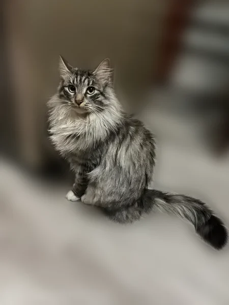 Пропала кошка, Новоилларионовская улица, 18, Чебоксары — кот пушистый, крупный - photo