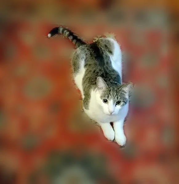 Пропала кошка, Староалексеевская улица, Москва — кастрированный котик, годик - photo