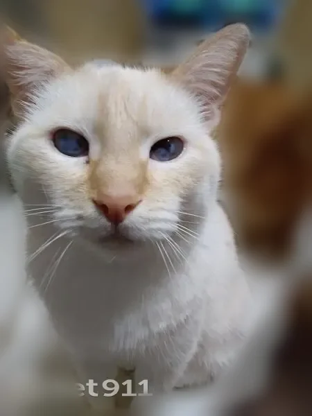 Пропала кошка, Кохомское шоссе, 12, Иваново — белая, порода сам, полуслепая, без передних когтей - photo