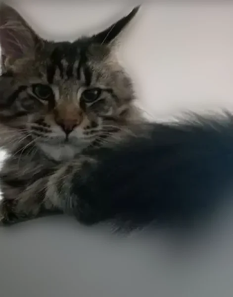 Пропала кошка, Садовая улица, 1, Рязань — чёрный мрамор, синим ошейником и адресником - photo