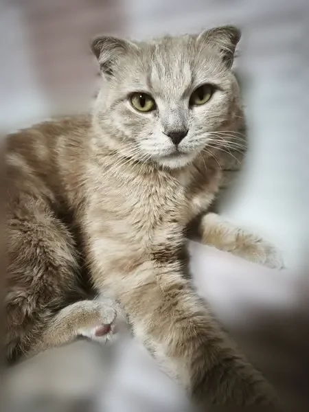 Пропала кошка, 6-й переулок, 1, Таганрог — кот Персик, 2 года, светло-кремовый, вислоухий - photo