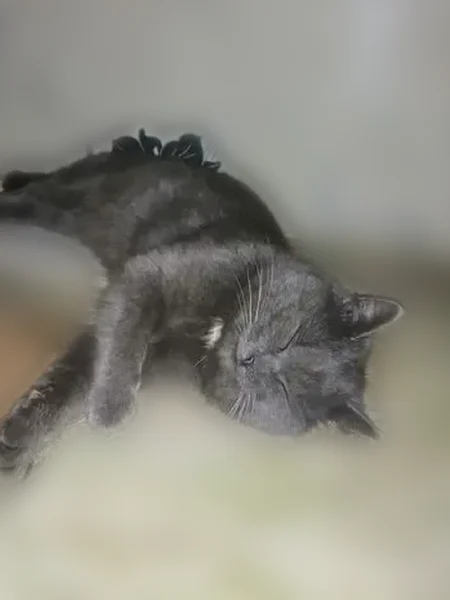 Пропала кошка, Боровая улица, 128, Южноуральск — серый кот, шрам на правом боку - photo
