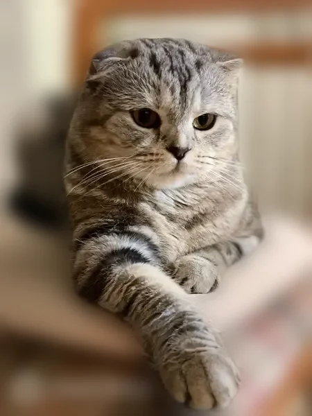 Пропала кошка, Авангардный переулок, 11, Тюмень — шотландская вислоухая, пугливая - photo
