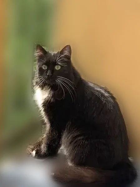 Пропала кошка, Почтовая улица, 1, Балашиха — зелёноглазая, чёрная, отзывается на кличку Кекс - photo
