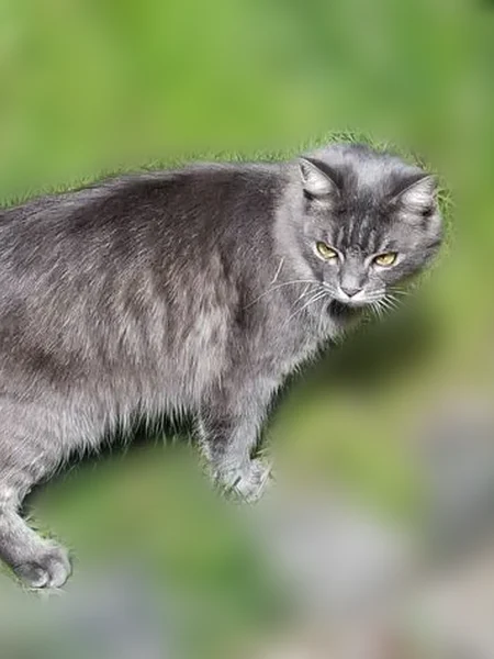Пропала кошка, улица Нахимова, 8, Калининград — длинношёрстная, в ошейнике с синим брелком - photo