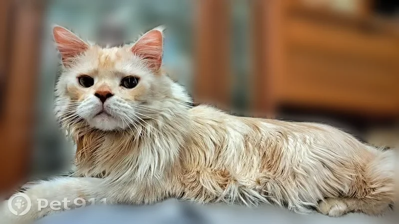 Пропала кошка, улица Дзержинского, 8, Иглино — мейн-кун, бежевый окрас - photo