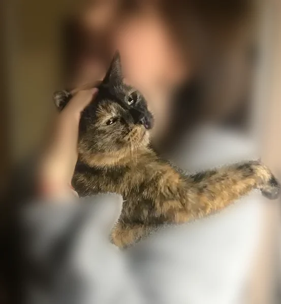 Пропала кошка, улица Решетникова, 24, Пермь - photo